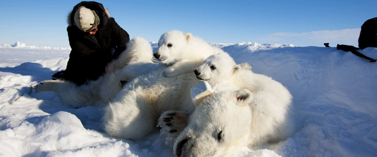 Polar Bears Greenland