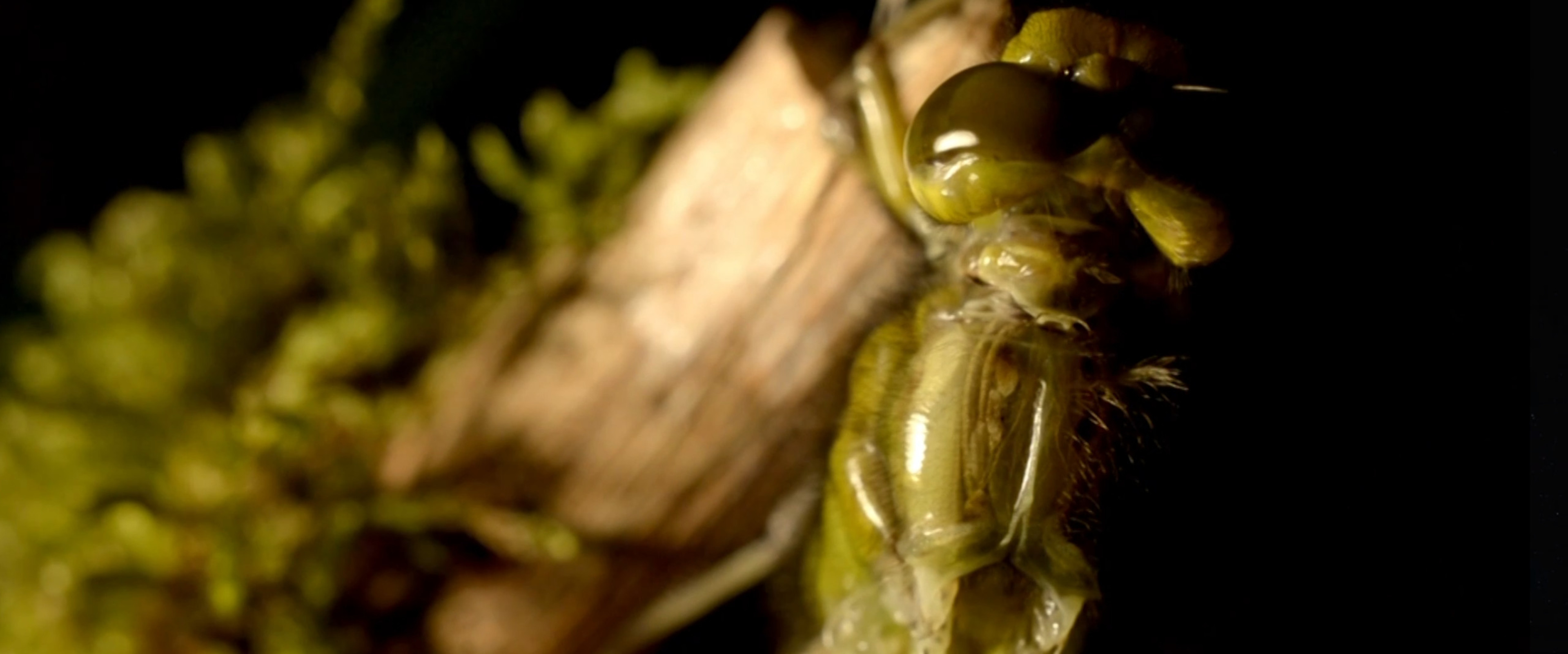 Quelle mouche m'a piqué ?