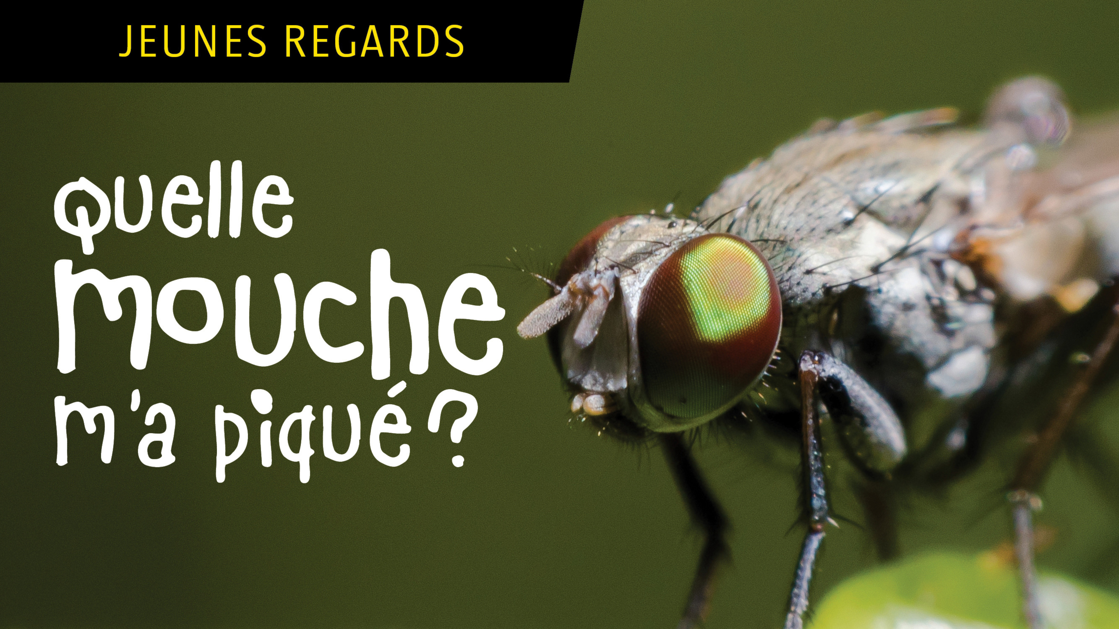 Quelle mouche m'a piqué ?
