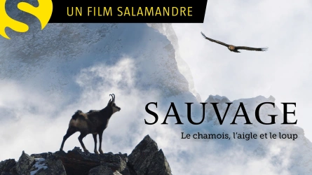 Sauvages, le chamois, l’aigle et le loup