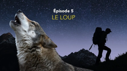 Nos amis sauvages - Le loup