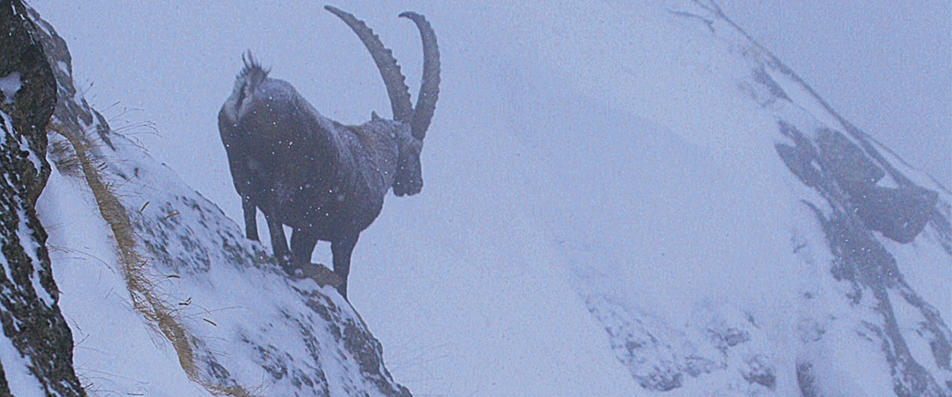 Survivre, les animaux des alpes en hiver