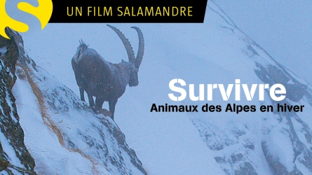 Survivre, les animaux des alpes en hiver