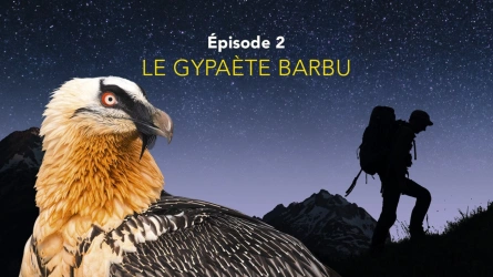 Nos amis sauvages - Le gypaète barbu