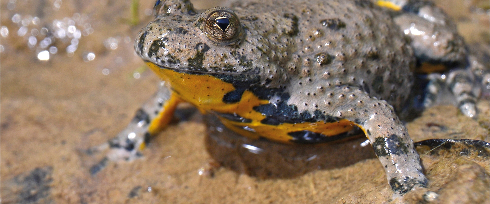 L'hippopotame des ornières