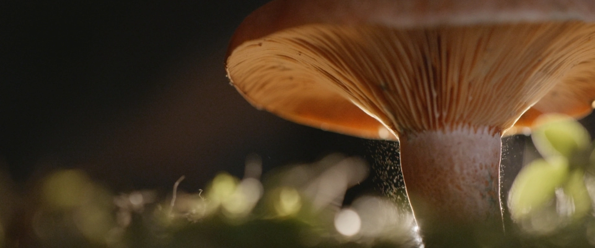 Les secrets des cueilleurs