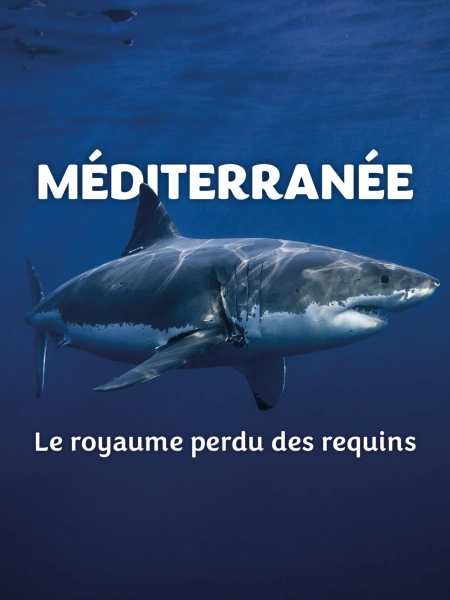 Méditerranée, le royaume perdu des requins