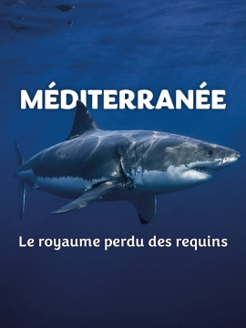 Méditerranée, le royaume perdu des requins