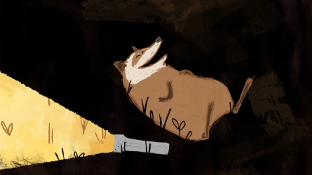 Raccoon and the Light