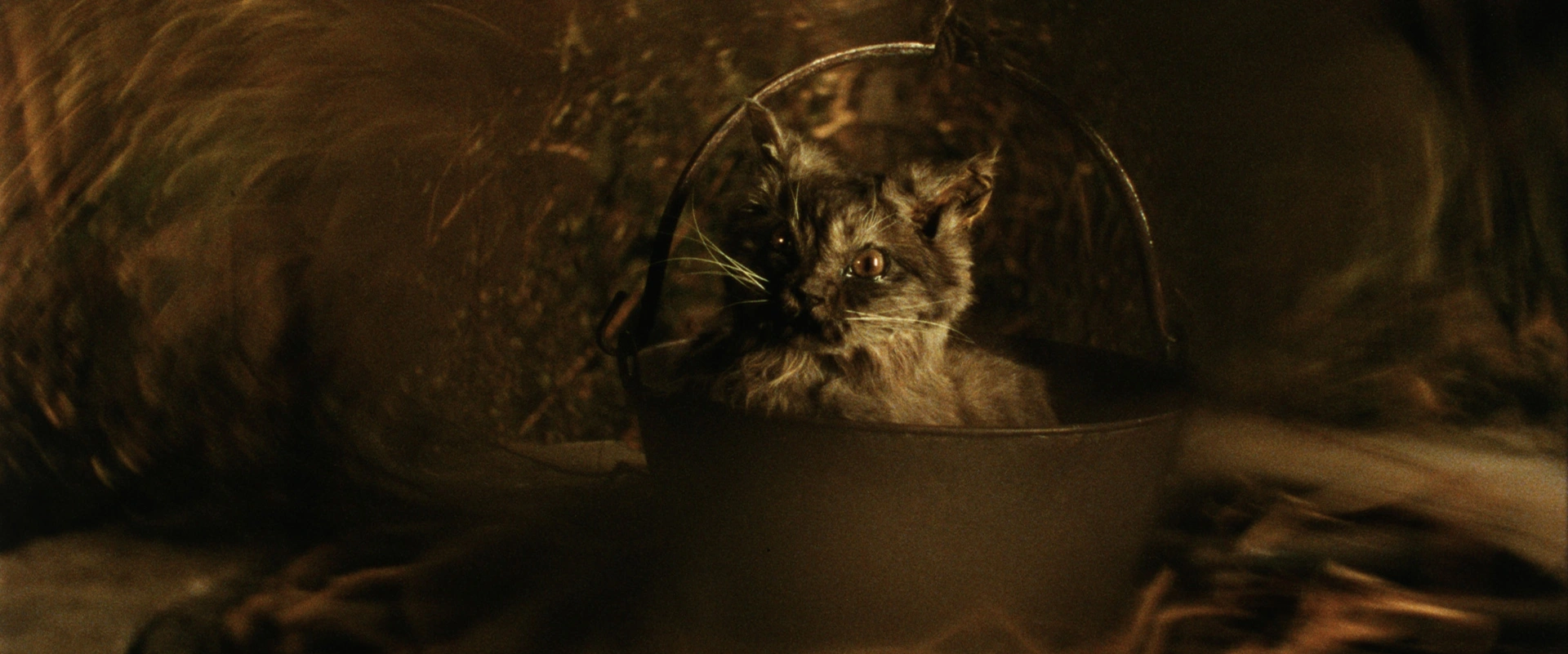 Le Chat qui avait des Mains