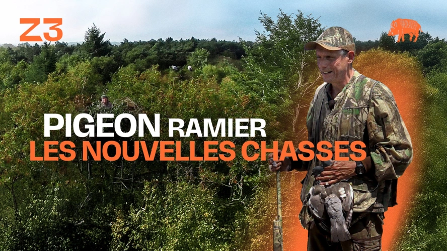PIGEON RAMIER : LES NOUVELLES CHASSES