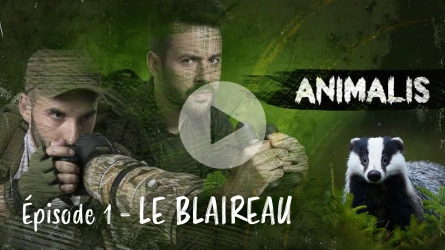 Animalis - Le Blaireau