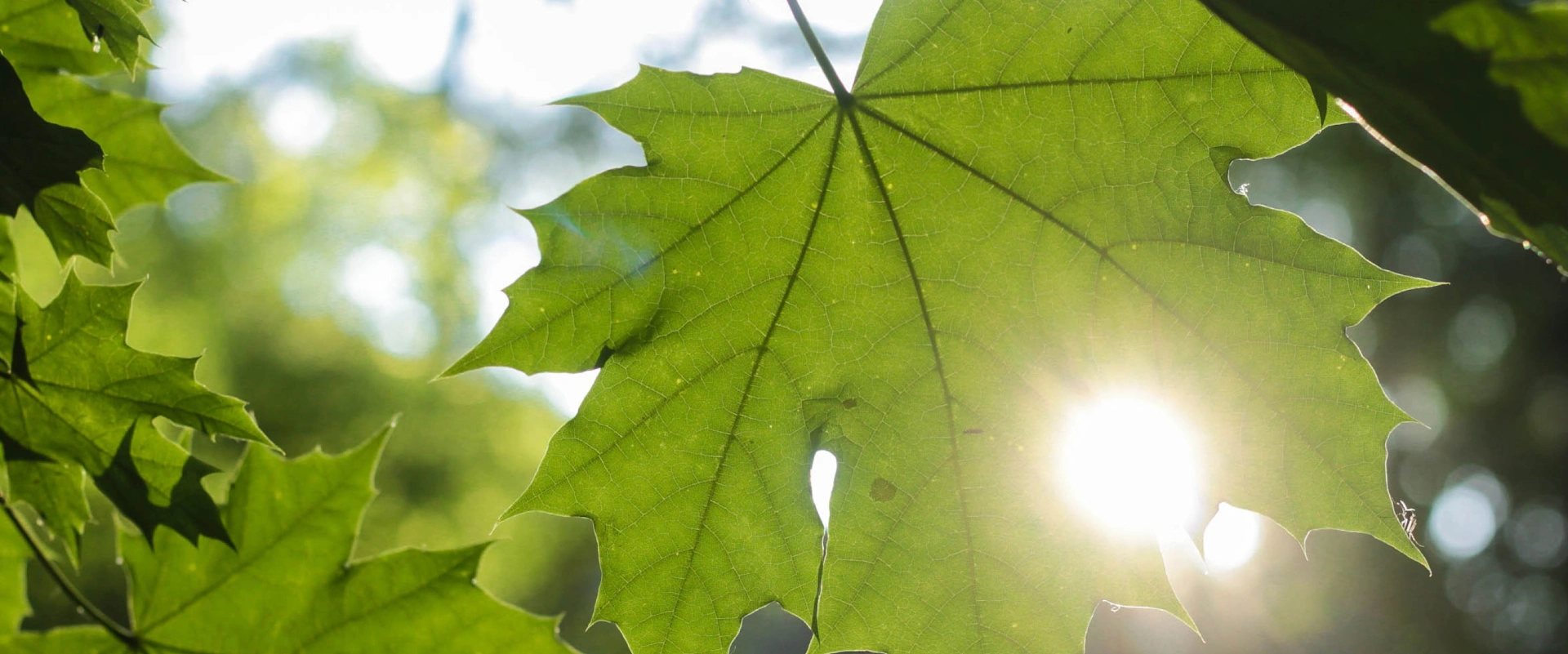 Les secrets de l'érable, arbre de l'amour