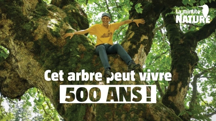 Les secrets de l'érable, arbre de l'amour