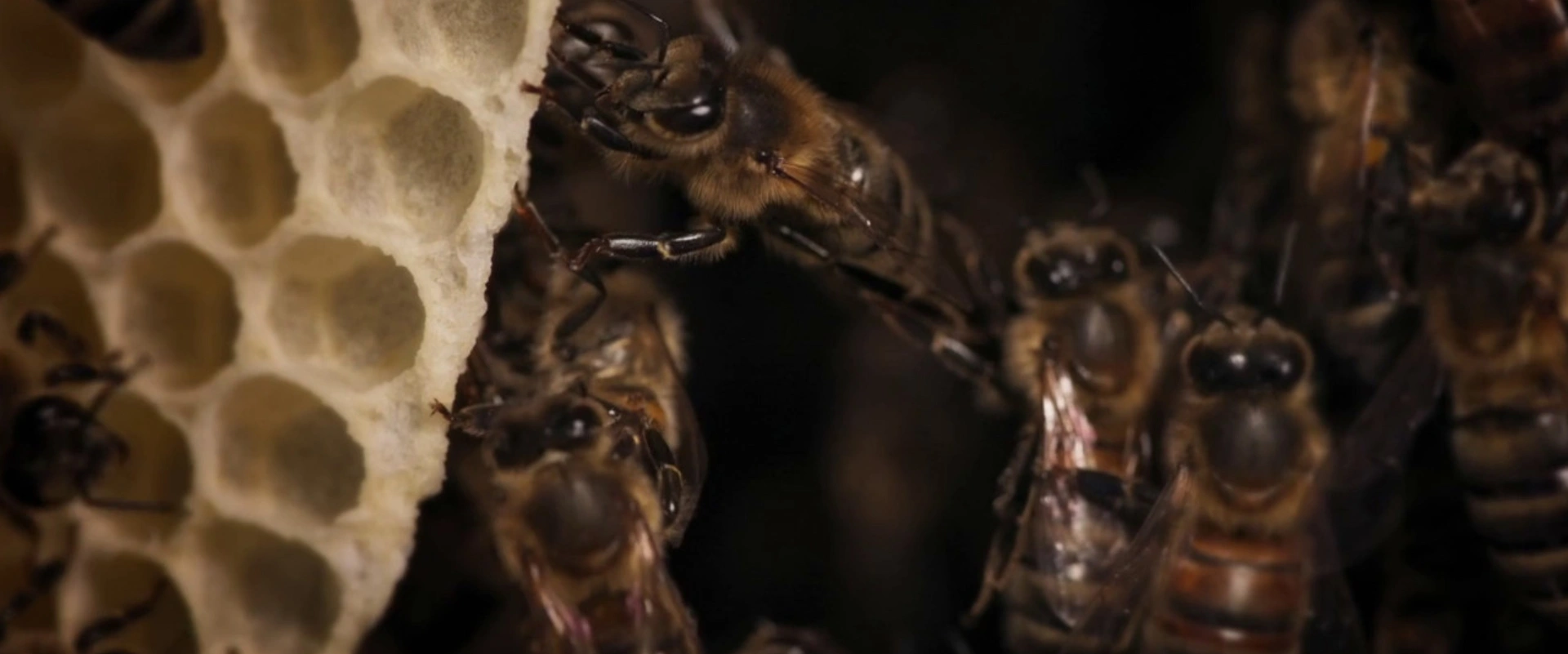 Au pays de l'abeille noire