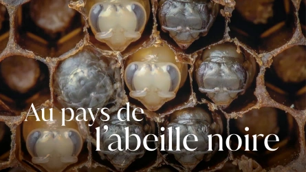 Au pays de l'abeille noire