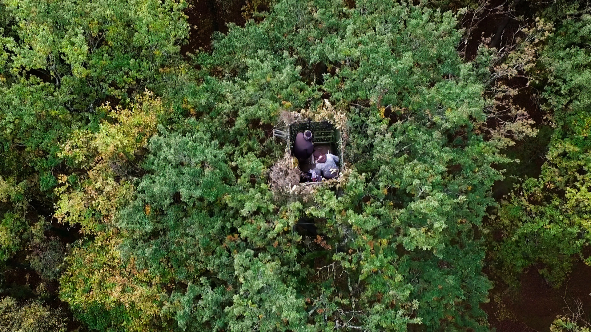 Pigeon ramier : les nouvelles chasses