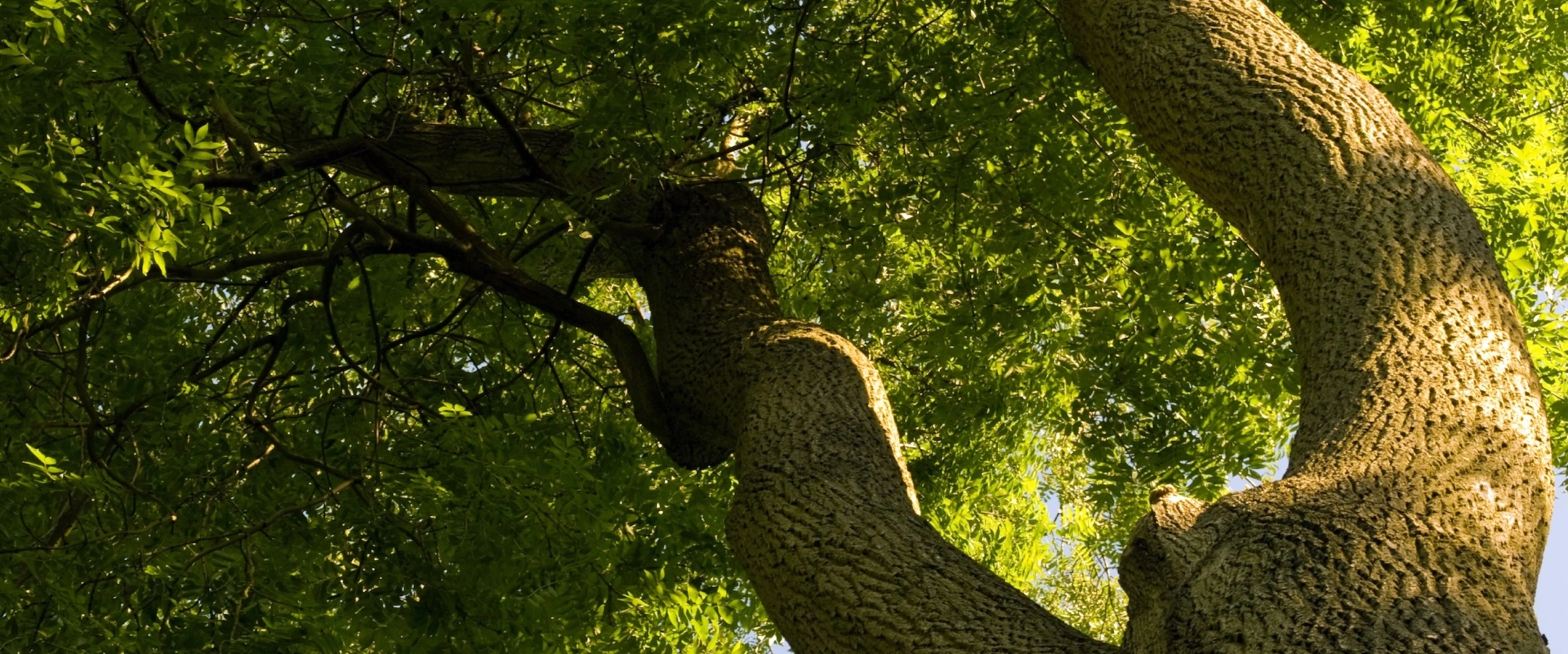 Les secrets du frêne, arbre cosmique