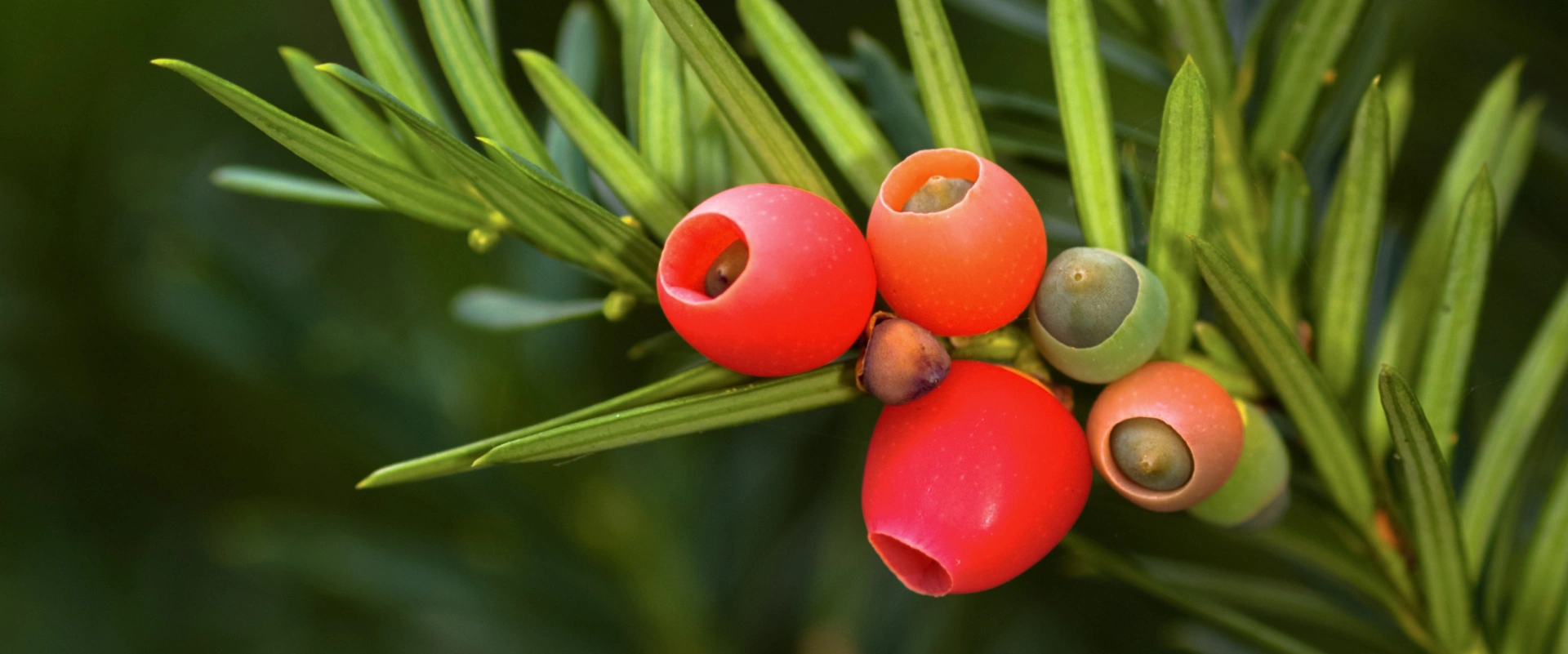 Les secrets de l'if, arbre mortel immortel