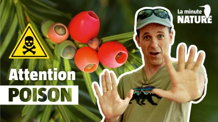 Les secrets de l'if, arbre mortel immortel