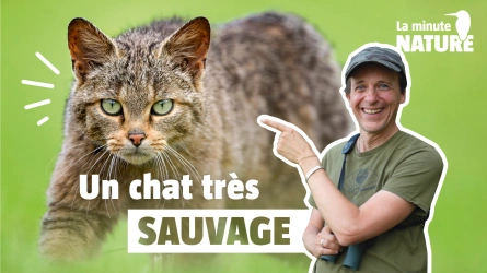 Comment voir le chat sauvage ?