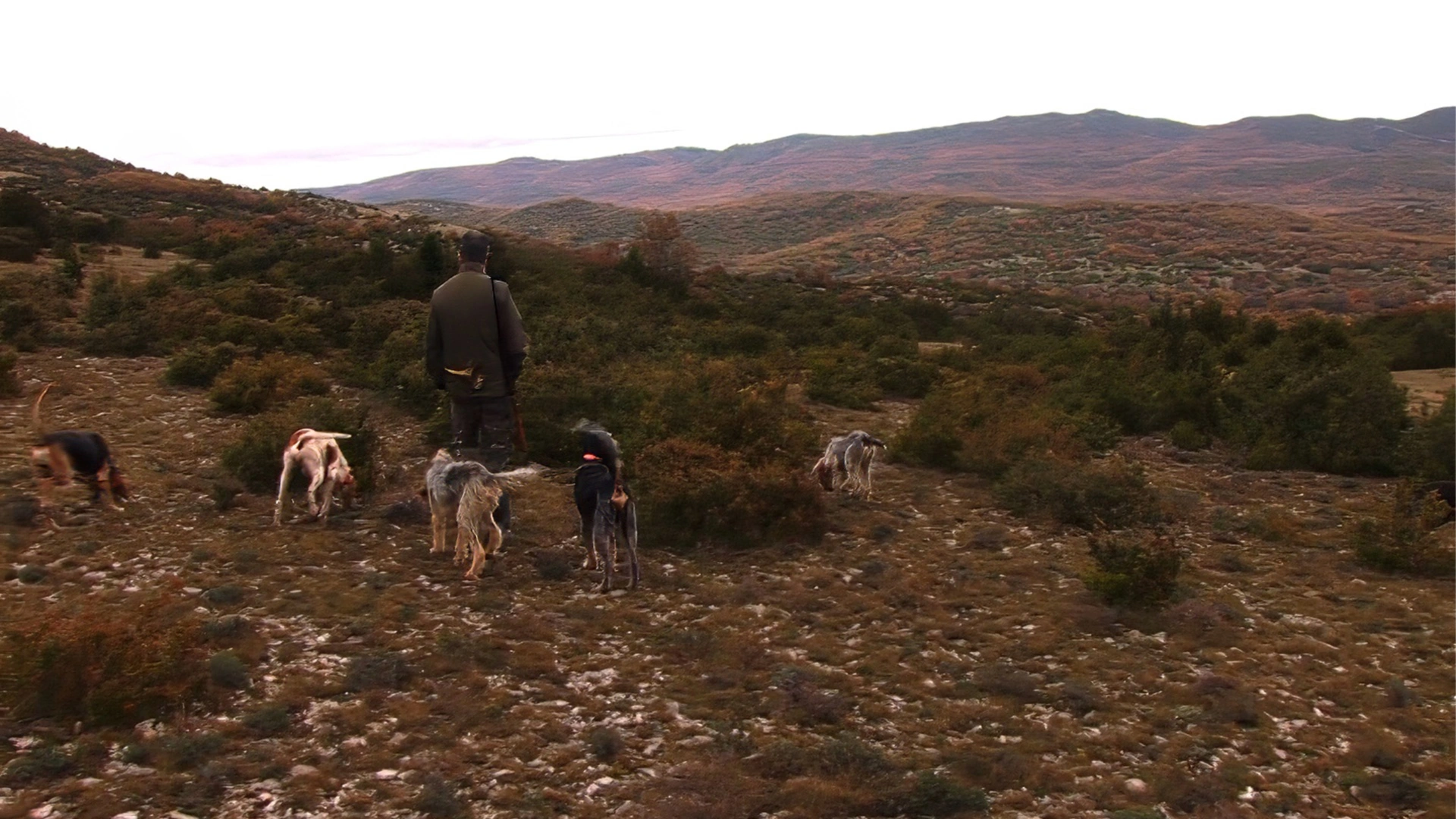 Larzac terre de chasse