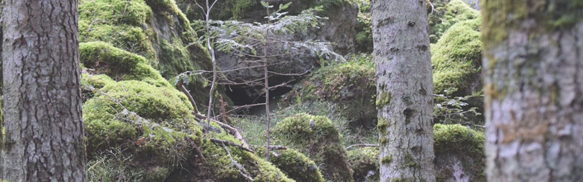 Quiz - Nature Francaise (Forets, Arbres et Champignons)