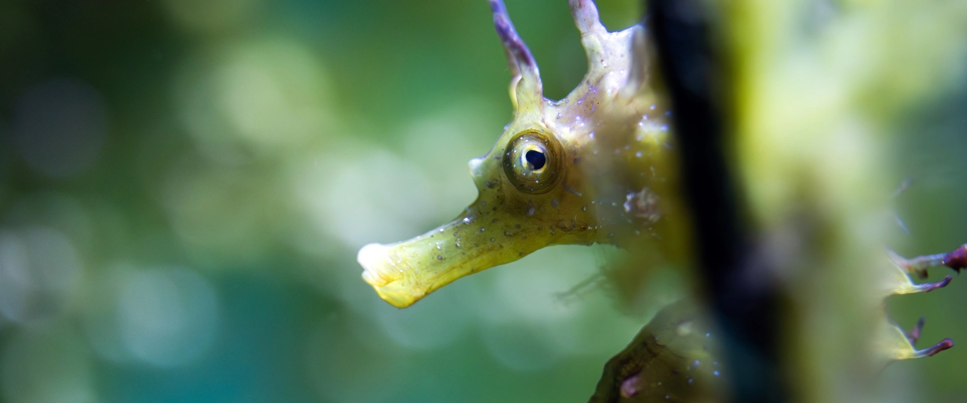 Peut-on voir des hippocampes en Méditerranée?