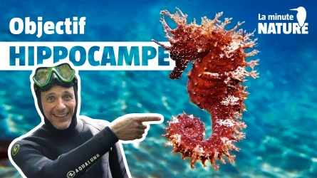 Peut-on voir des hippocampes en Méditerranée?