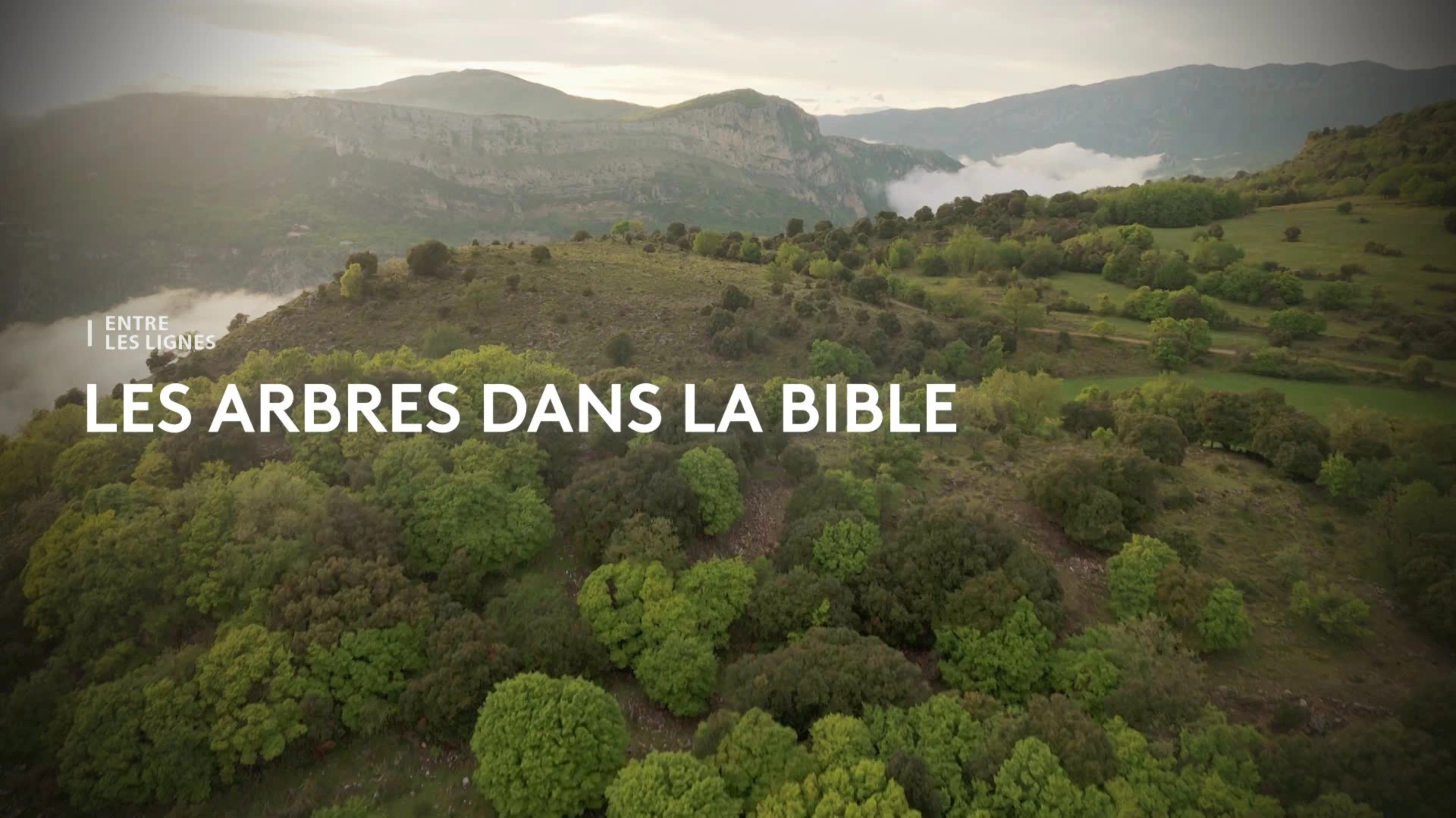 Entre les lignes - Les arbres dans la Bible