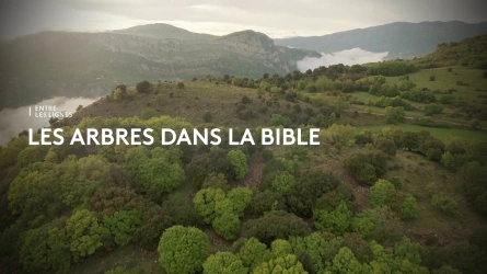 Entre les lignes - Les arbres dans la Bible