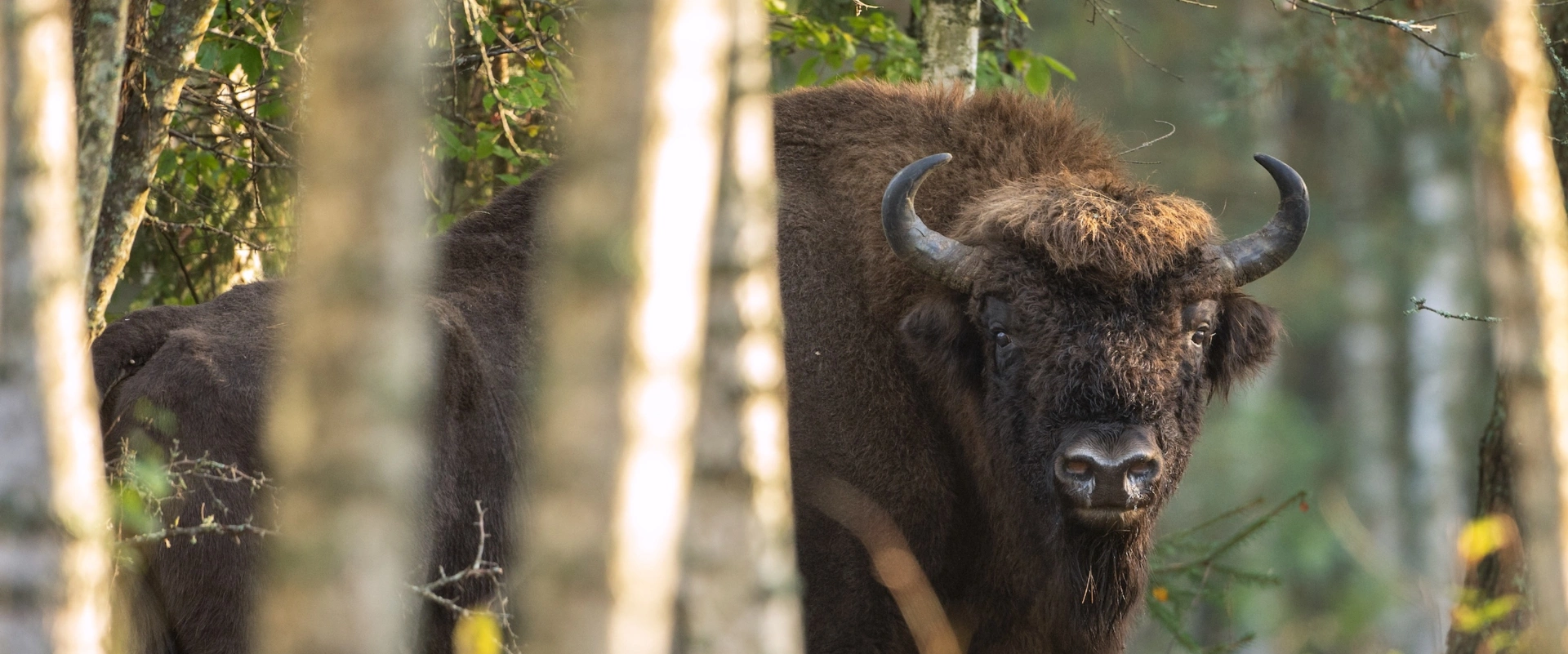 Des bisons dans nos forêts, réaliste ?