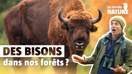 Des bisons dans nos forêts, réaliste ?