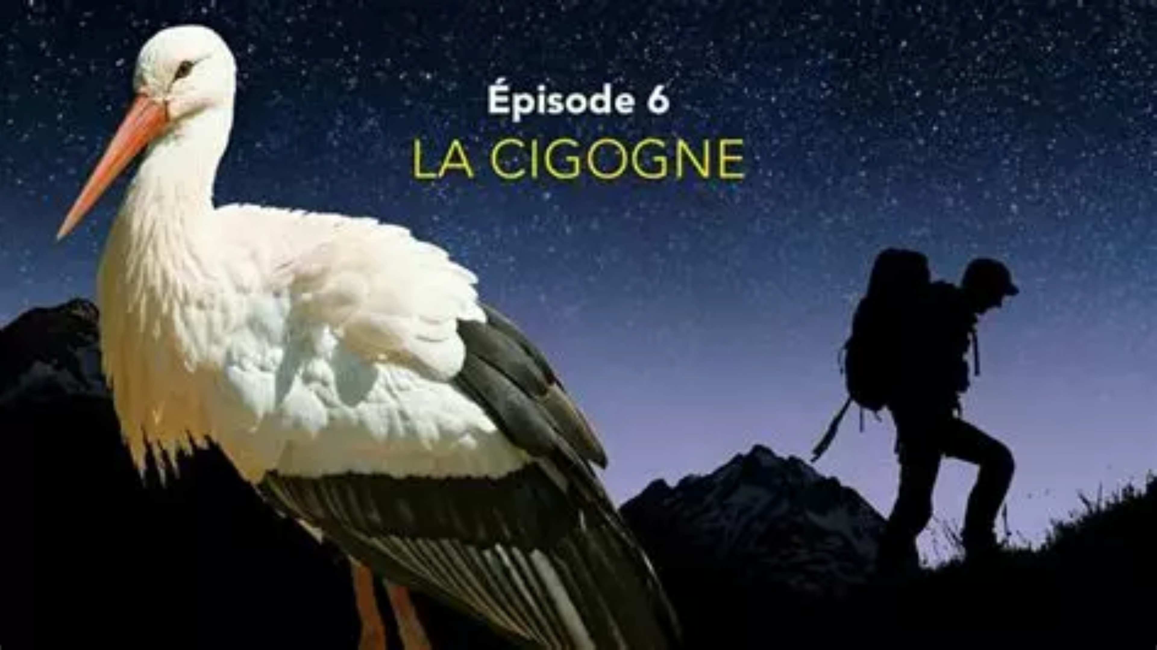 Nos amis sauvages - La cigogne