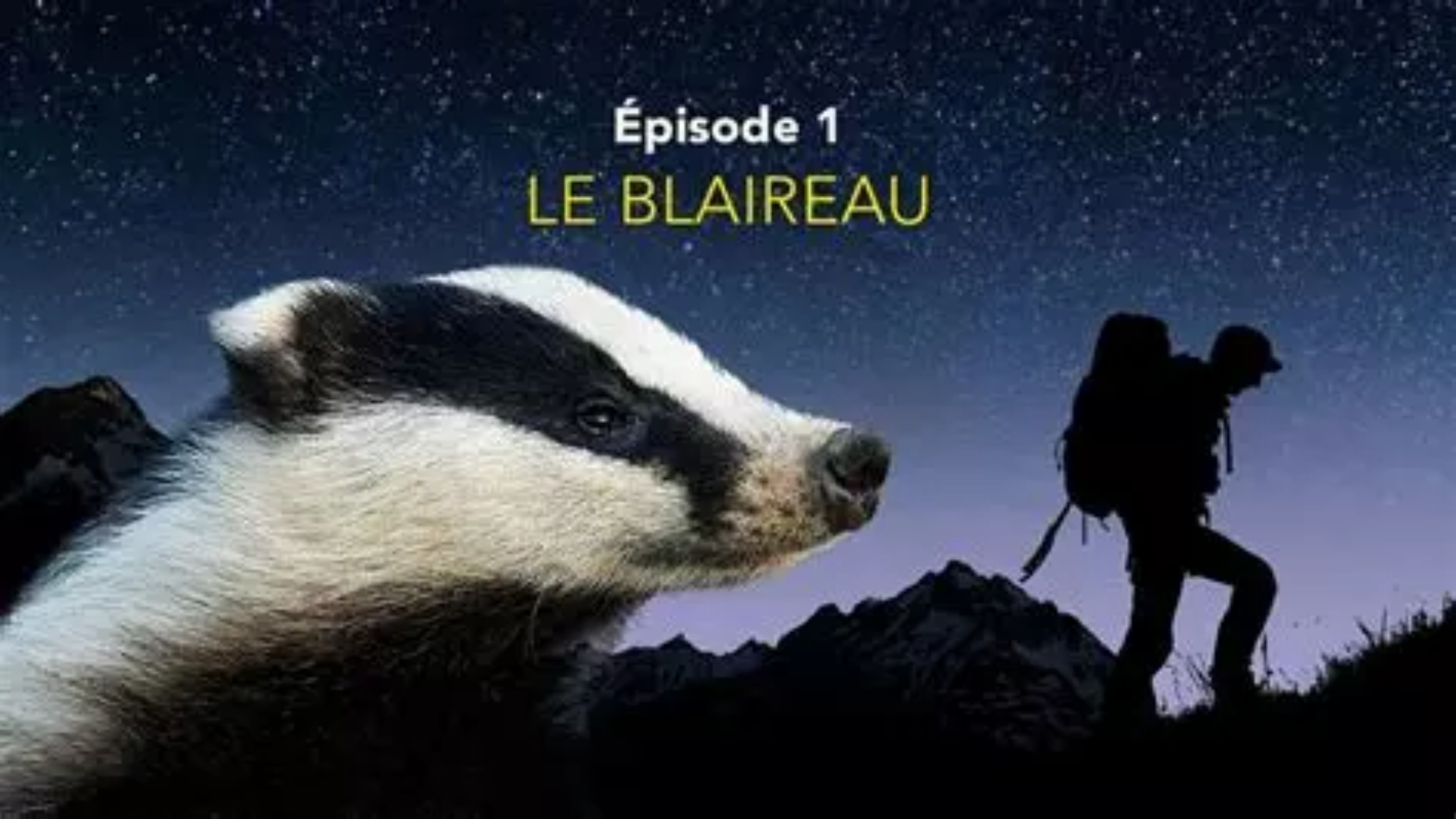 Nos amis sauvages - Le blaireau