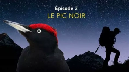 Nos amis sauvages - Le pic noir