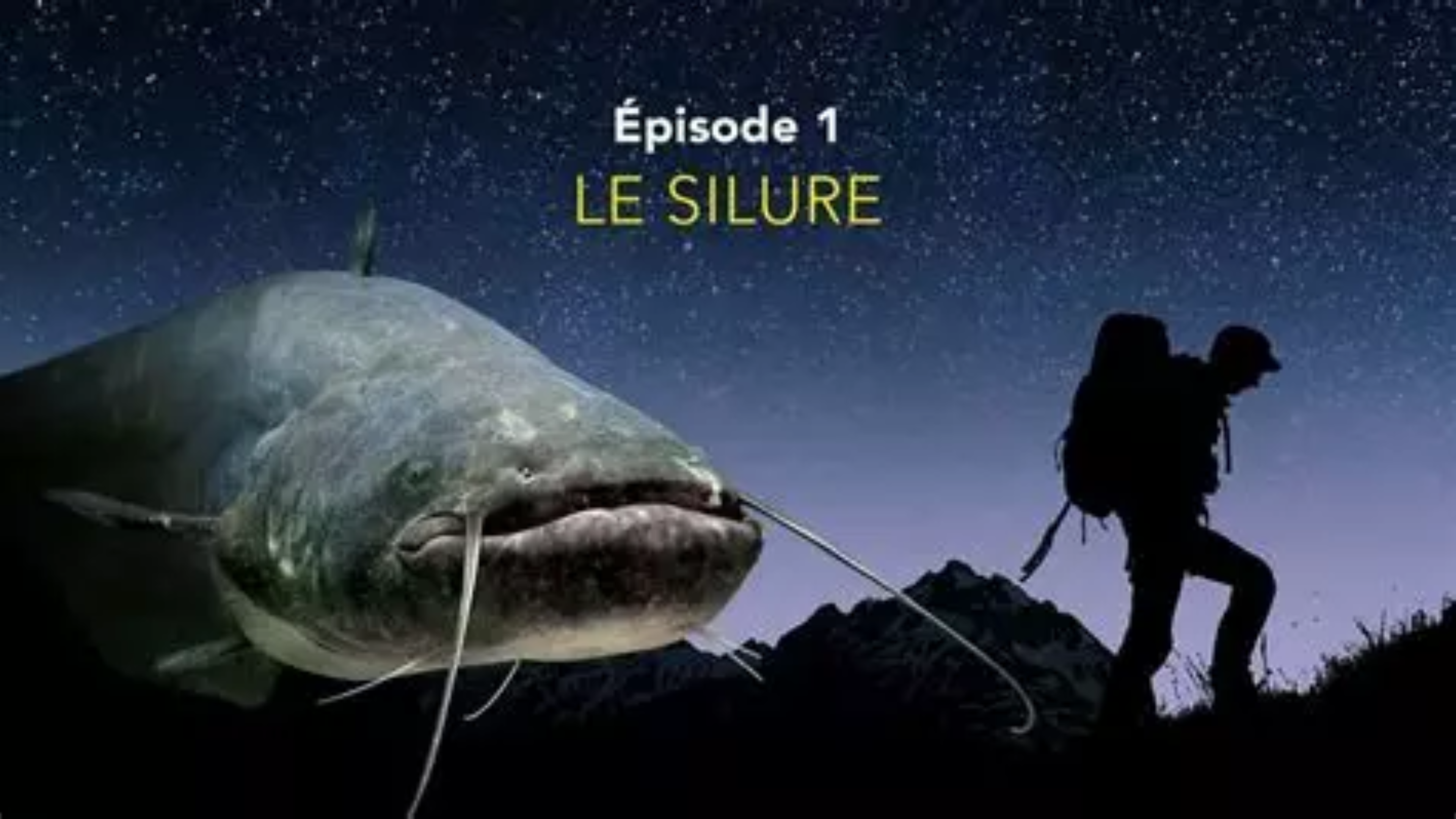 Nos amis sauvages - Le Silure