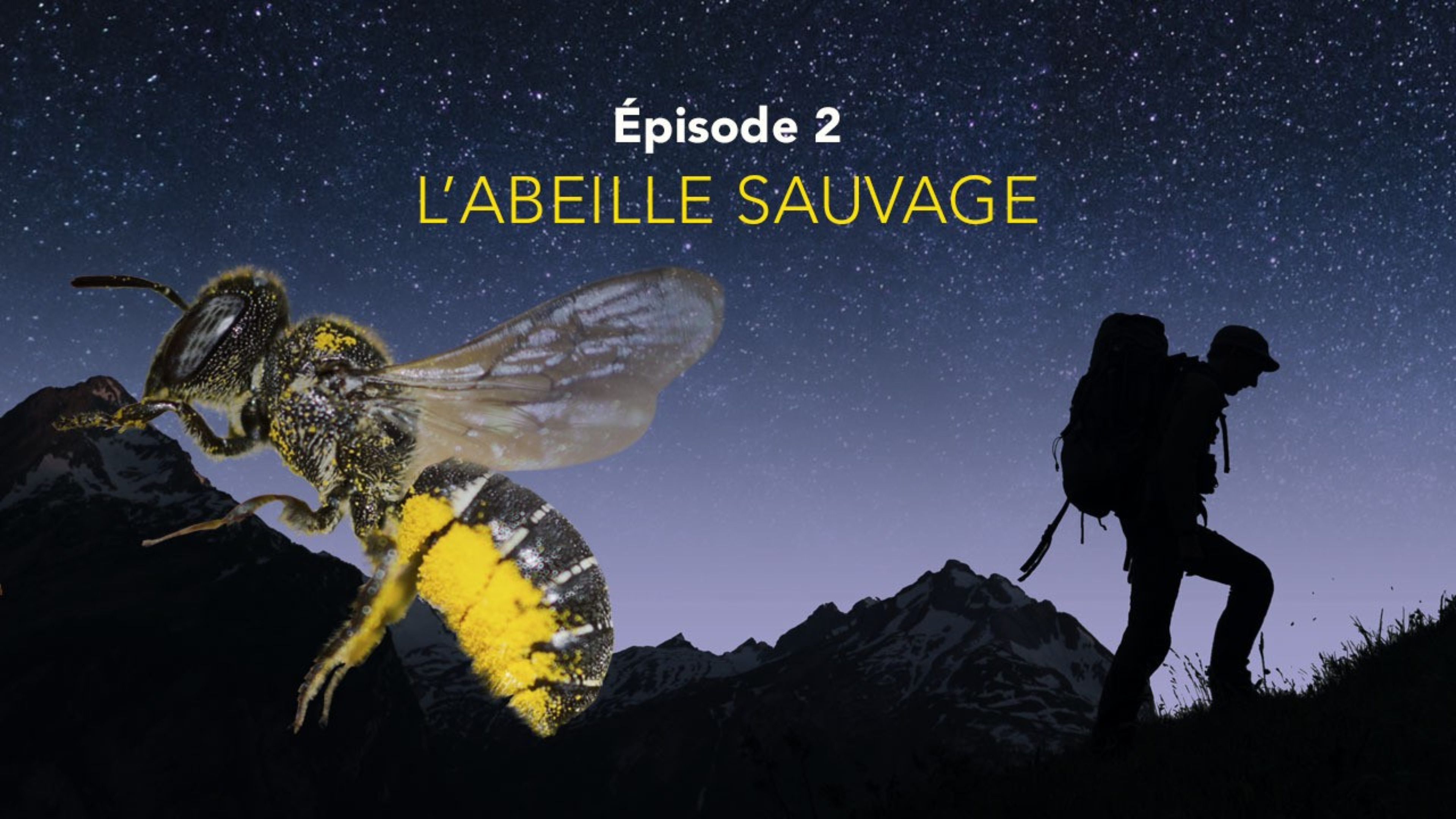 Nos amis sauvages - Les abeilles sauvages