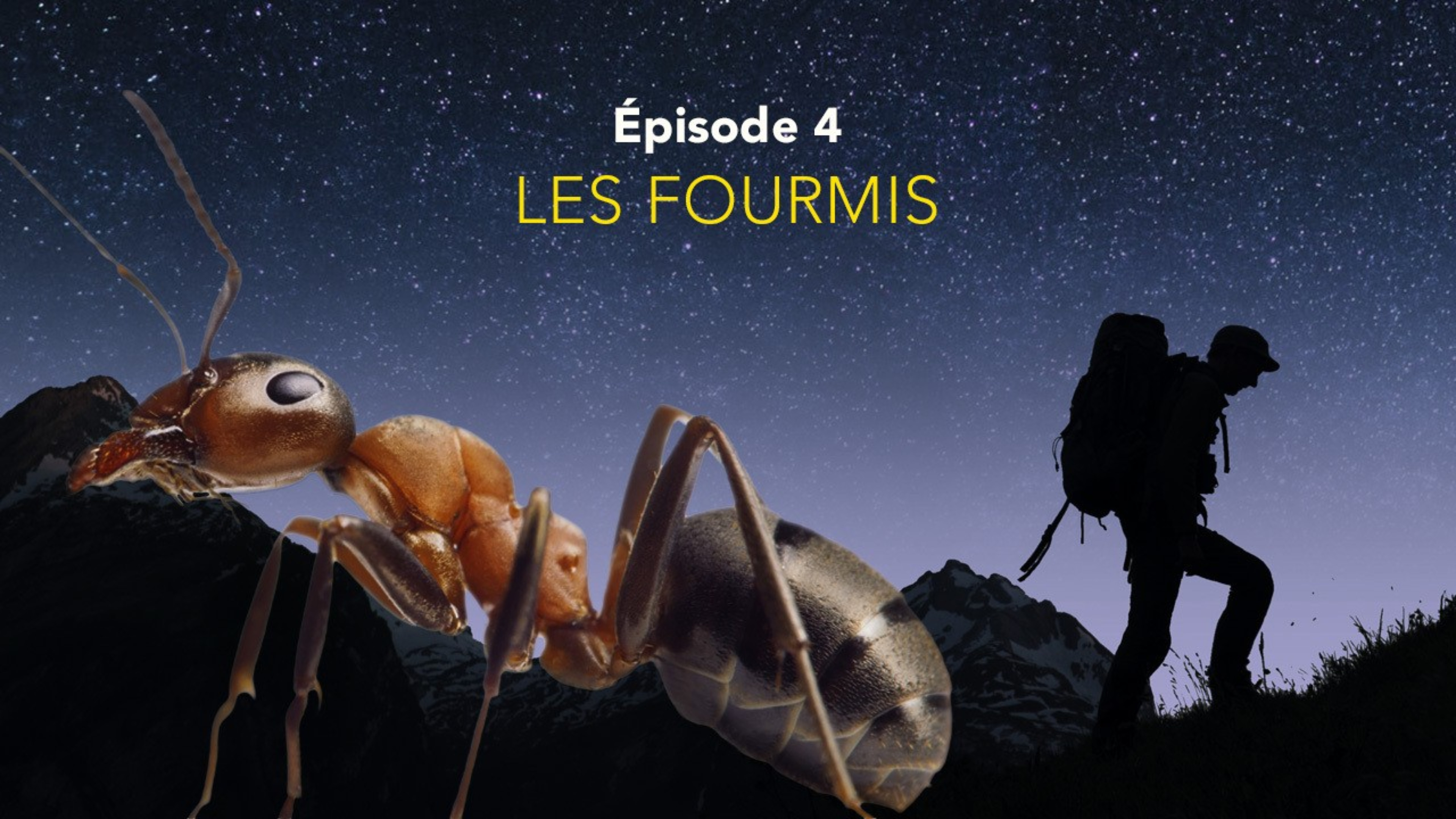 Nos amis sauvages - Les fourmis