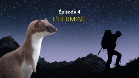 Nos amis sauvages - L'hermine