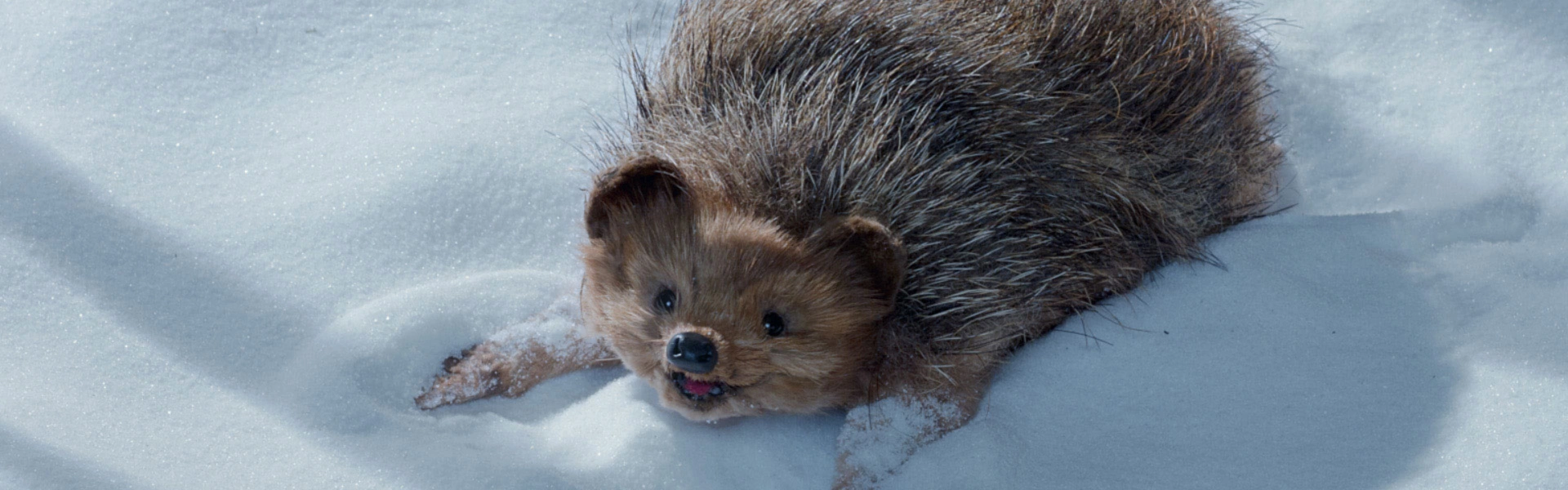 En attendant la neige