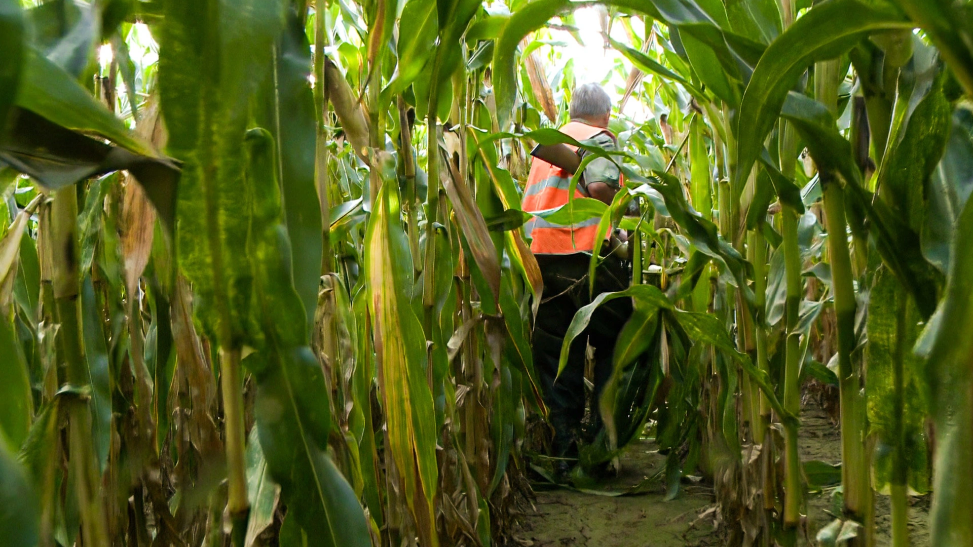 Les chasseurs de paradis à Courtomer