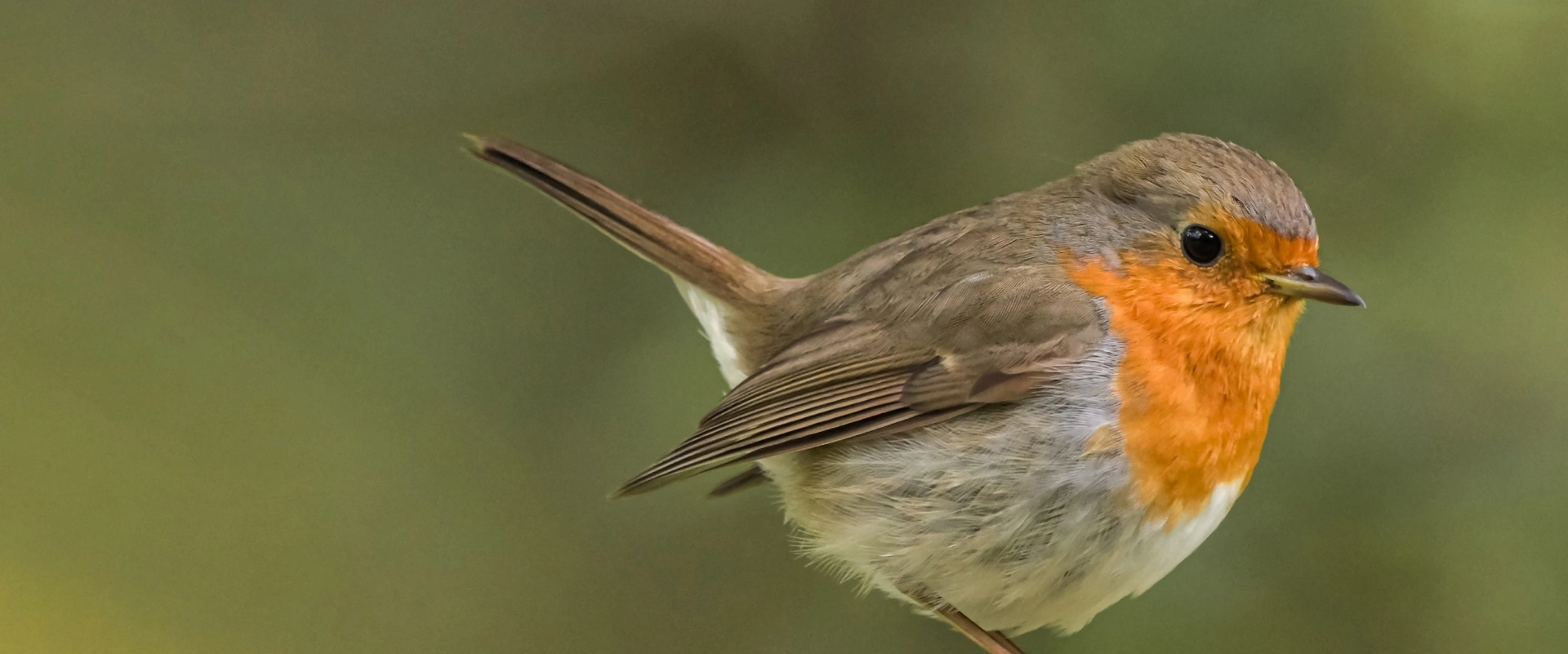 Tout sur le rougegorge en 5 minutes
