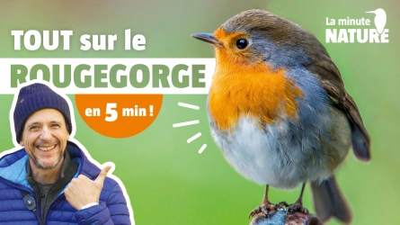 Tout sur le rougegorge en 5 minutes
