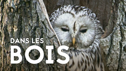 Dans les bois
