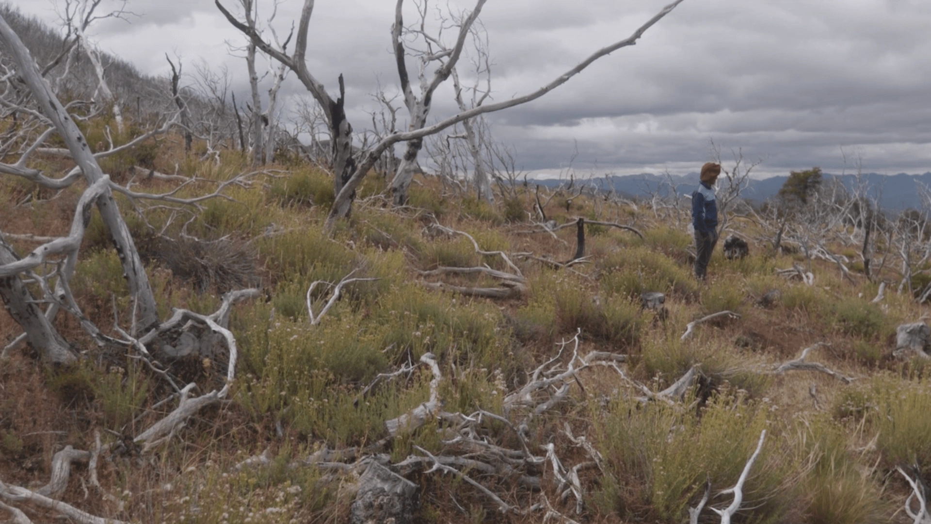 Desde la montaña vemos la montaña