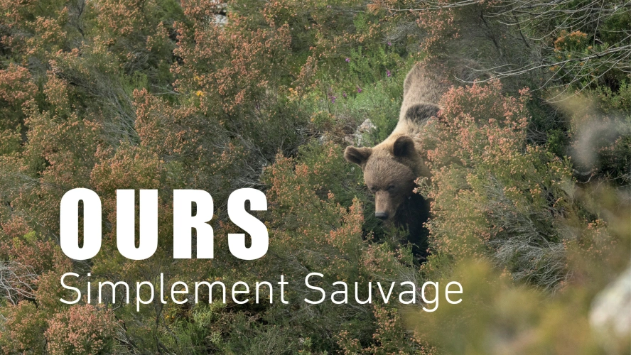 Ours, simplement sauvage