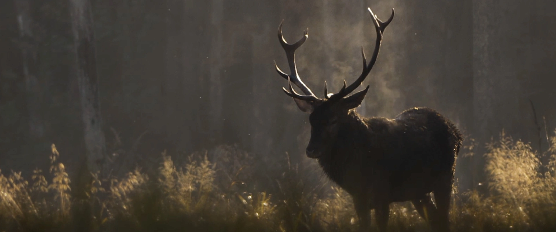 Vincent Munier raconte le chant des forêts