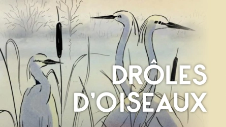 Drôles d'oiseaux