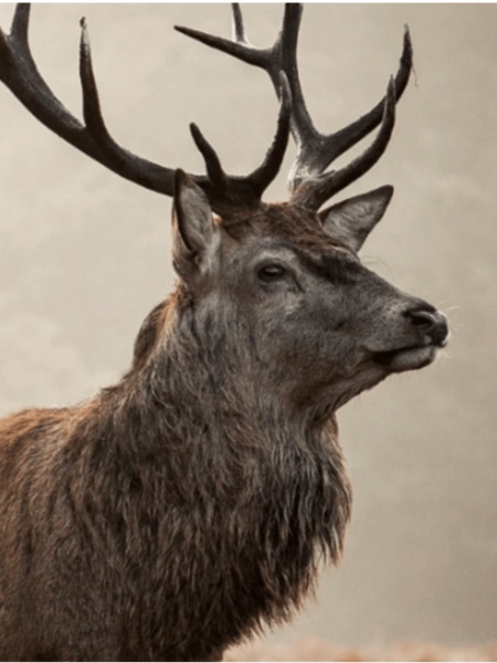 Battue aux cervidés à Courtivron